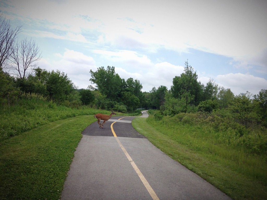 CalSag Bike Trail-Deer Crossing