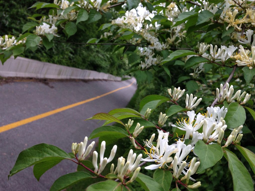 Veteran's Memorial Bike Path Honeysuckle