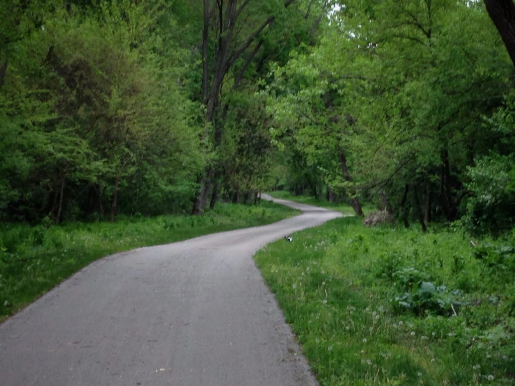 Centennial Bike Path Skunk in Lemont