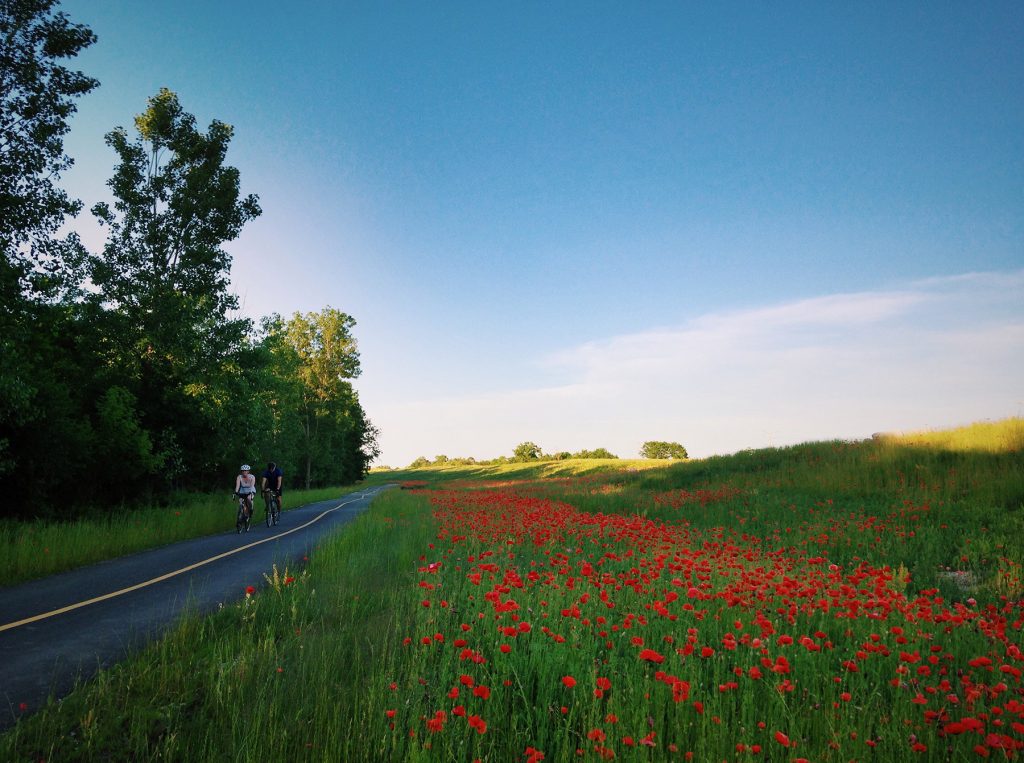 Centennial Trail - June 2016 Poppies